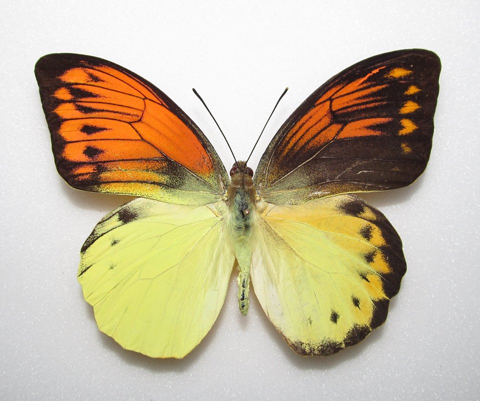 Hebomoia leucippe daemonis (gynandromorph) (Internet Image property of respective owner, non-commercial use only)